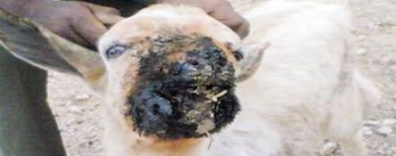 الثروة الحيوانية مهددة بالاصابة بالمرض